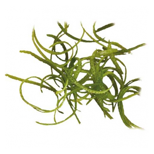  Stalgast - Nóż do cytrusów - Centrum Wyposażenia Sklepów (1)